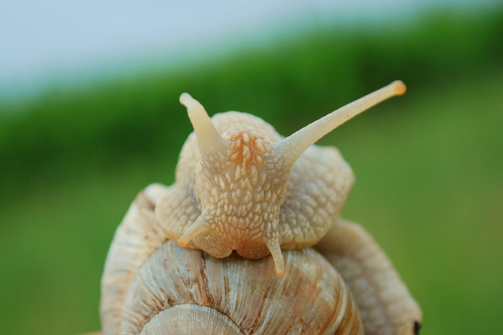 Weinbergschnecke