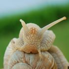 Weinbergschnecke