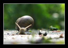 Weinbergschnecke