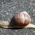 Weinbergschnecke