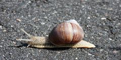 Weinbergschnecke