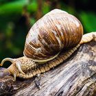 Weinbergschnecke