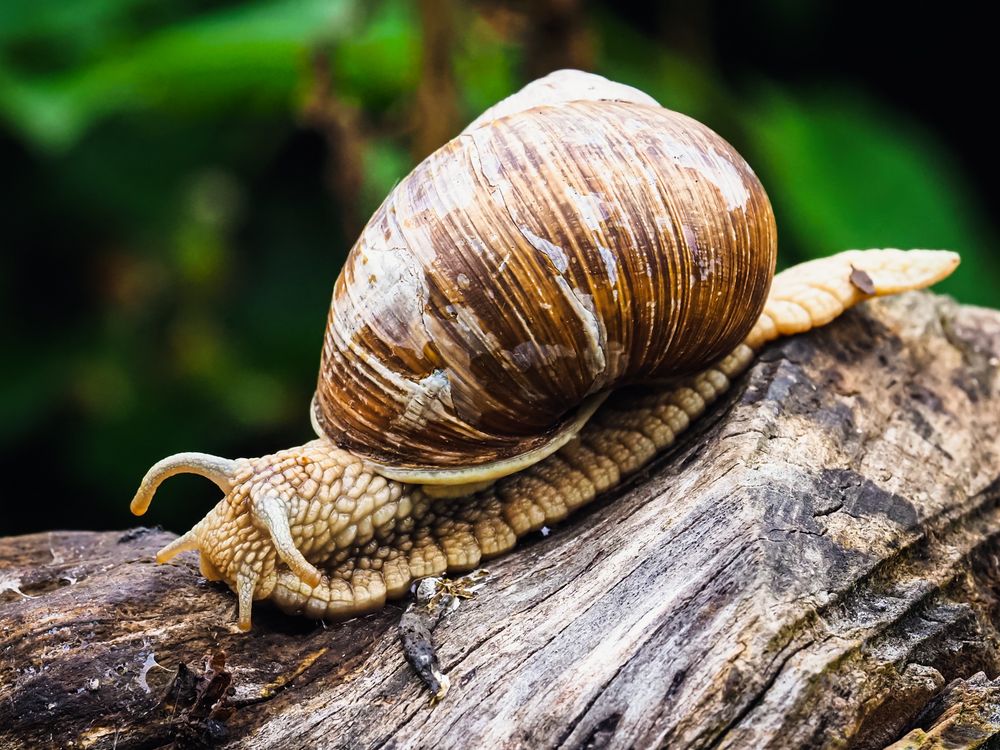 Weinbergschnecke