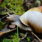 Weinbergschnecke