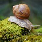 Weinbergschnecke