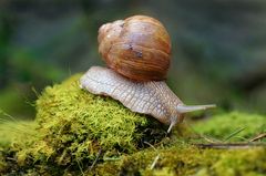 Weinbergschnecke