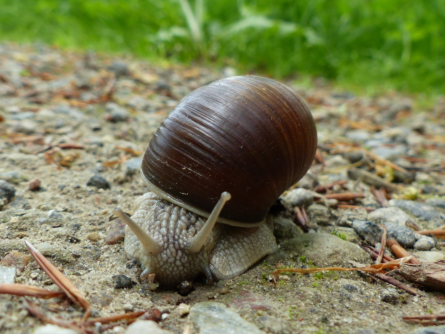 Weinbergschnecke