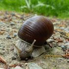 Weinbergschnecke