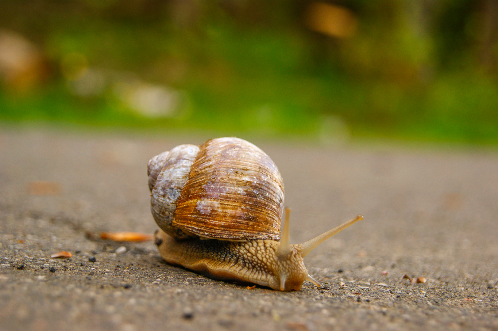 weinbergschnecke