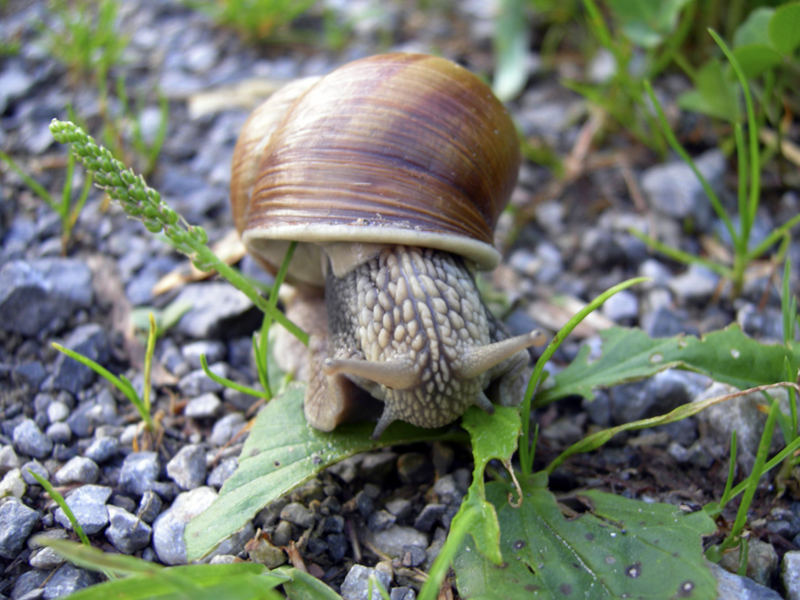 Weinbergschnecke