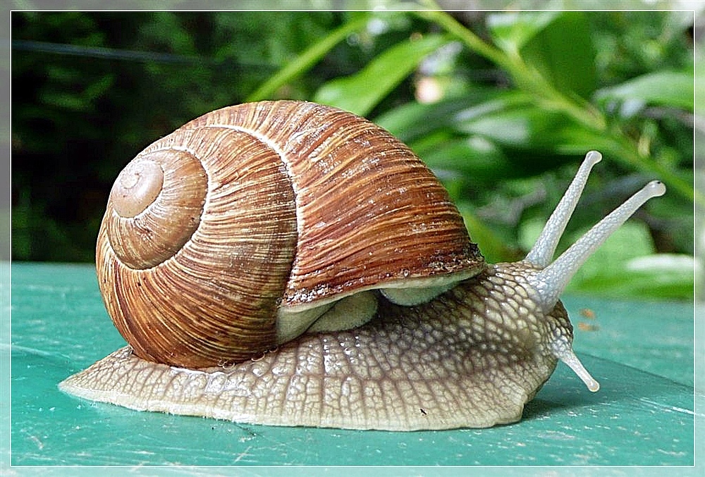 Weinbergschnecke