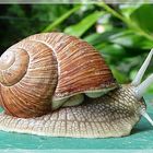 Weinbergschnecke