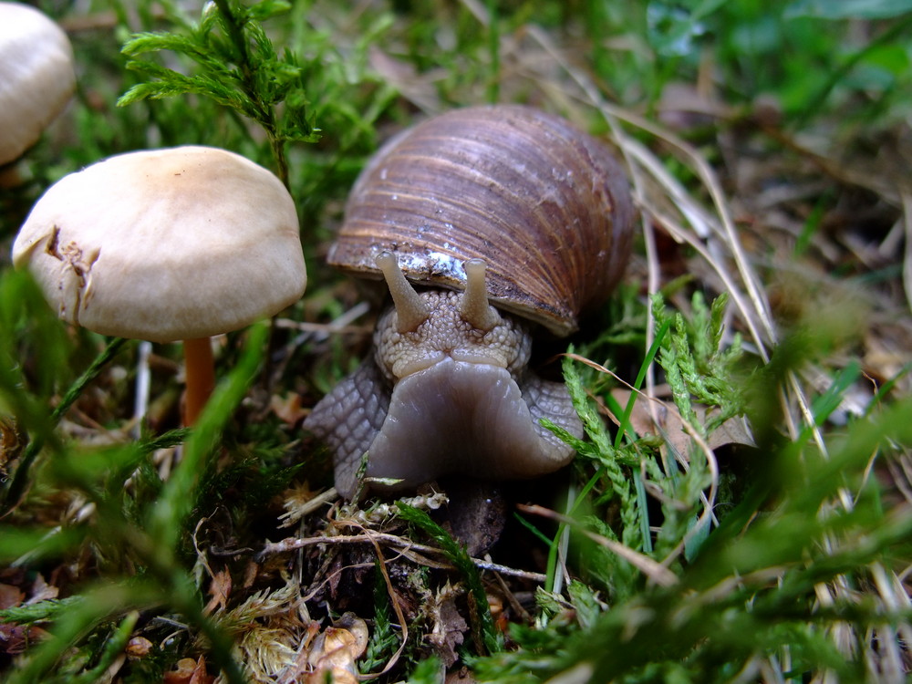 Weinbergschnecke von Elken Schlüfter