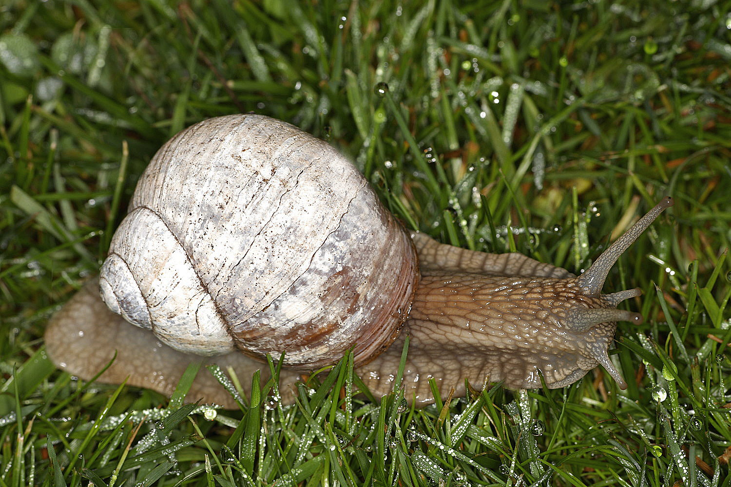 Weinbergschnecke