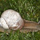 Weinbergschnecke