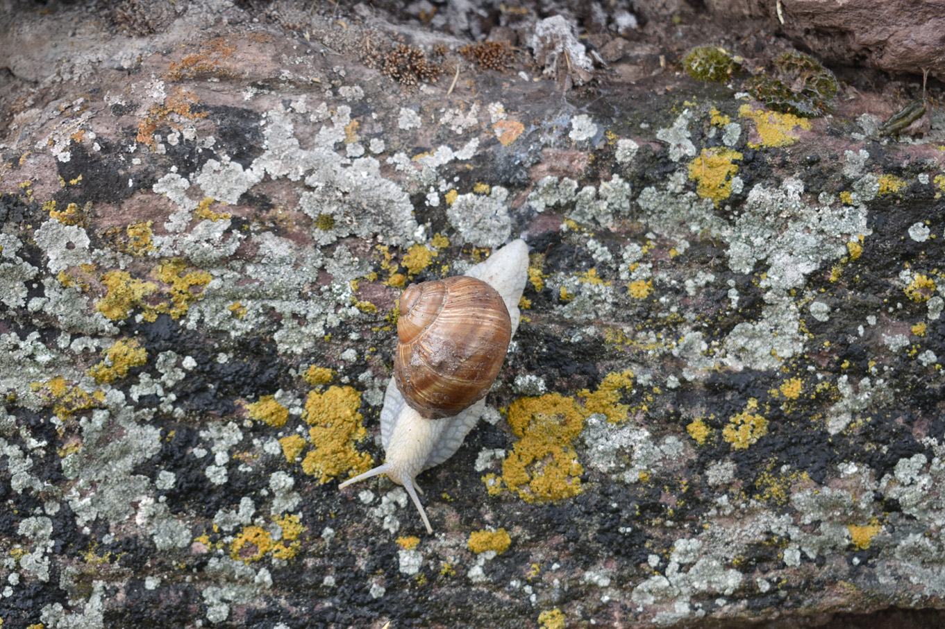 Weinbergschnecke