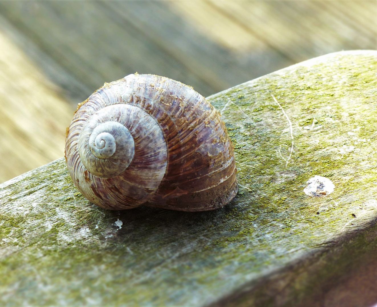 Weinbergschnecke