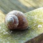 Weinbergschnecke