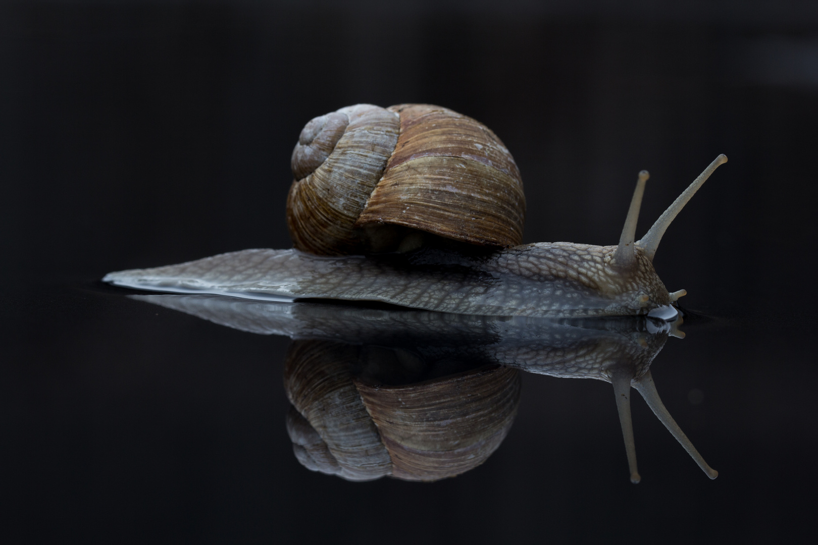 Weinbergschnecke