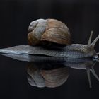 Weinbergschnecke