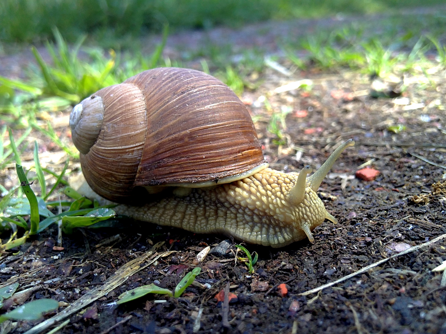 Weinbergschnecke