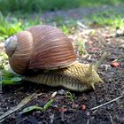 Weinbergschnecke