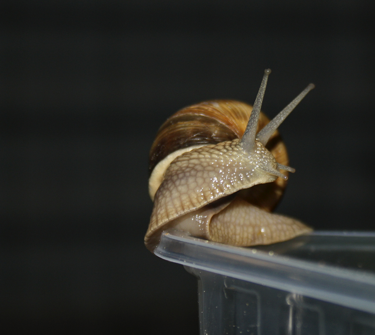 Weinbergschnecke