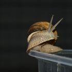 Weinbergschnecke