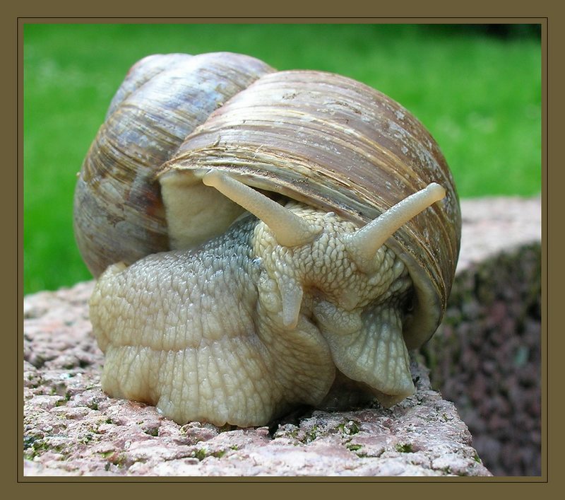 Weinbergschnecke