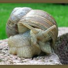 Weinbergschnecke