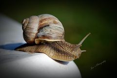 Weinbergschnecke