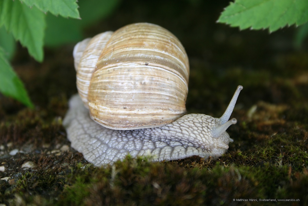 Weinbergschnecke