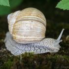 Weinbergschnecke