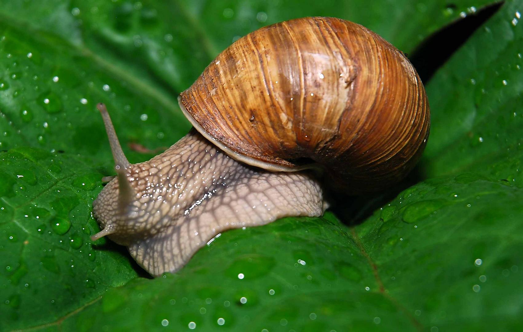 Weinbergschnecke