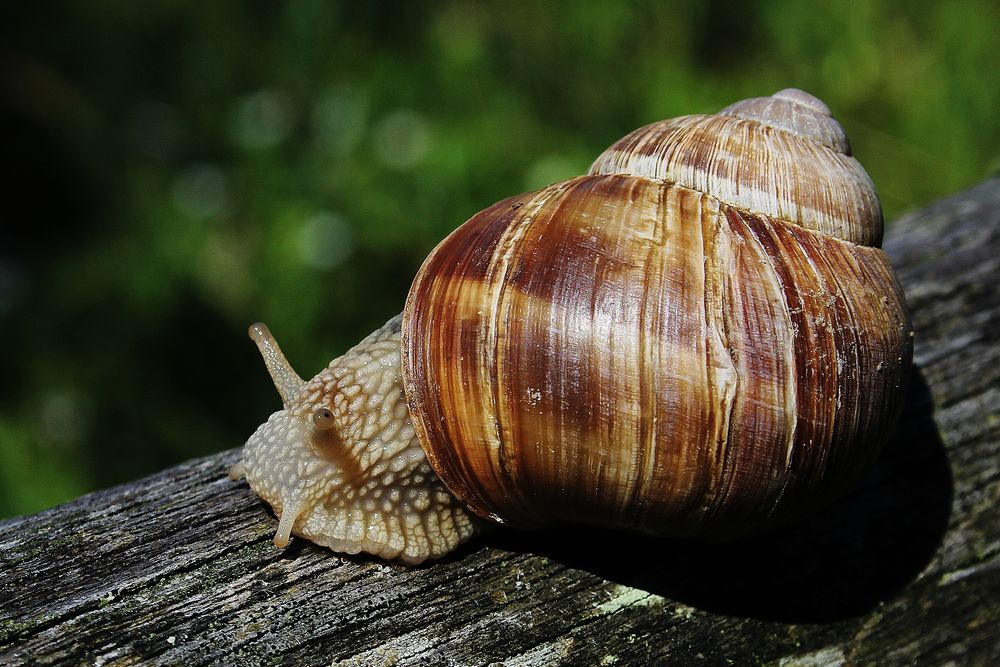 Weinbergschnecke