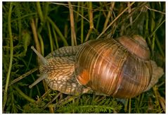 Weinbergschnecke