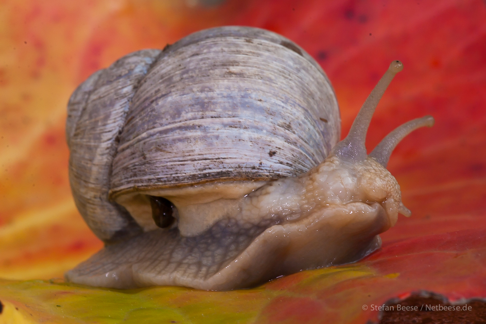 Weinbergschnecke