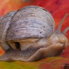 Weinbergschnecke