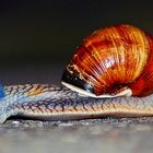 Weinbergschnecke