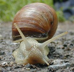 Weinbergschnecke