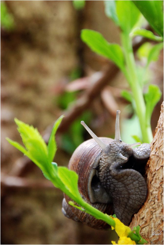 Weinbergschnecke