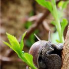 Weinbergschnecke