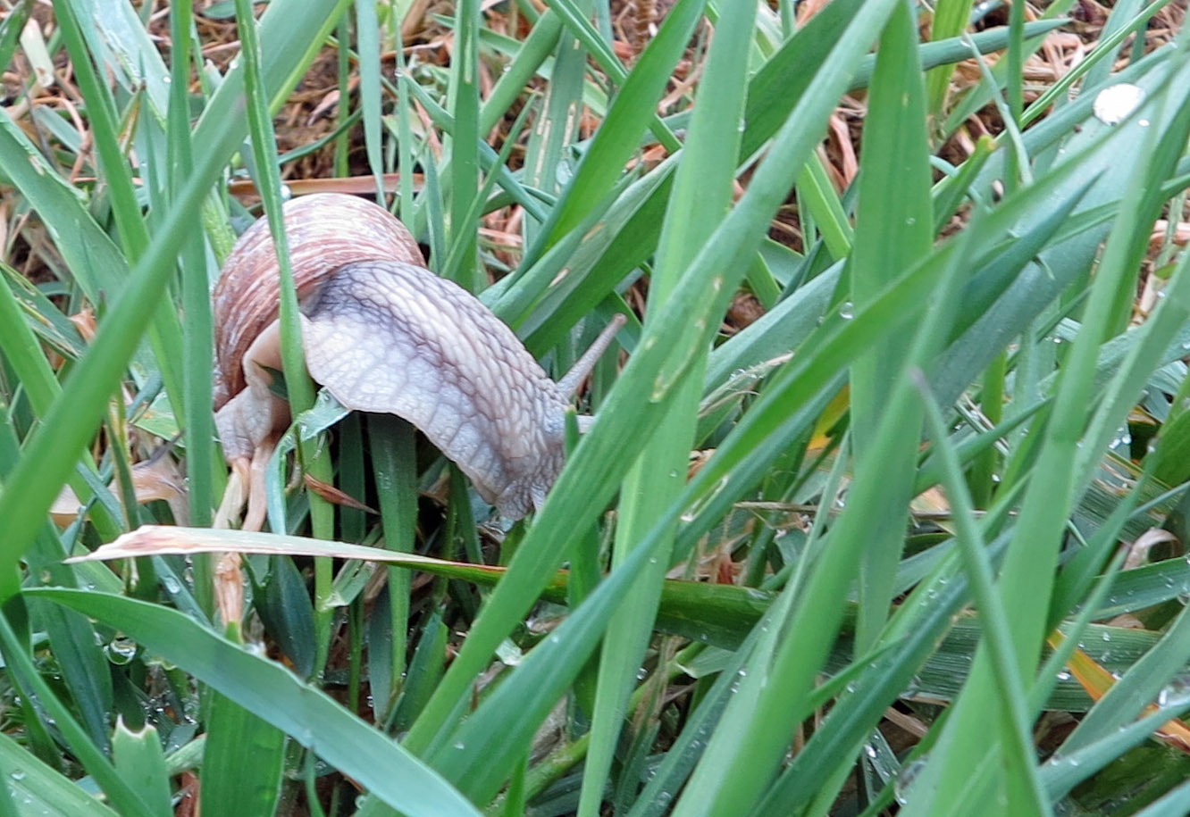 Weinbergschnecke