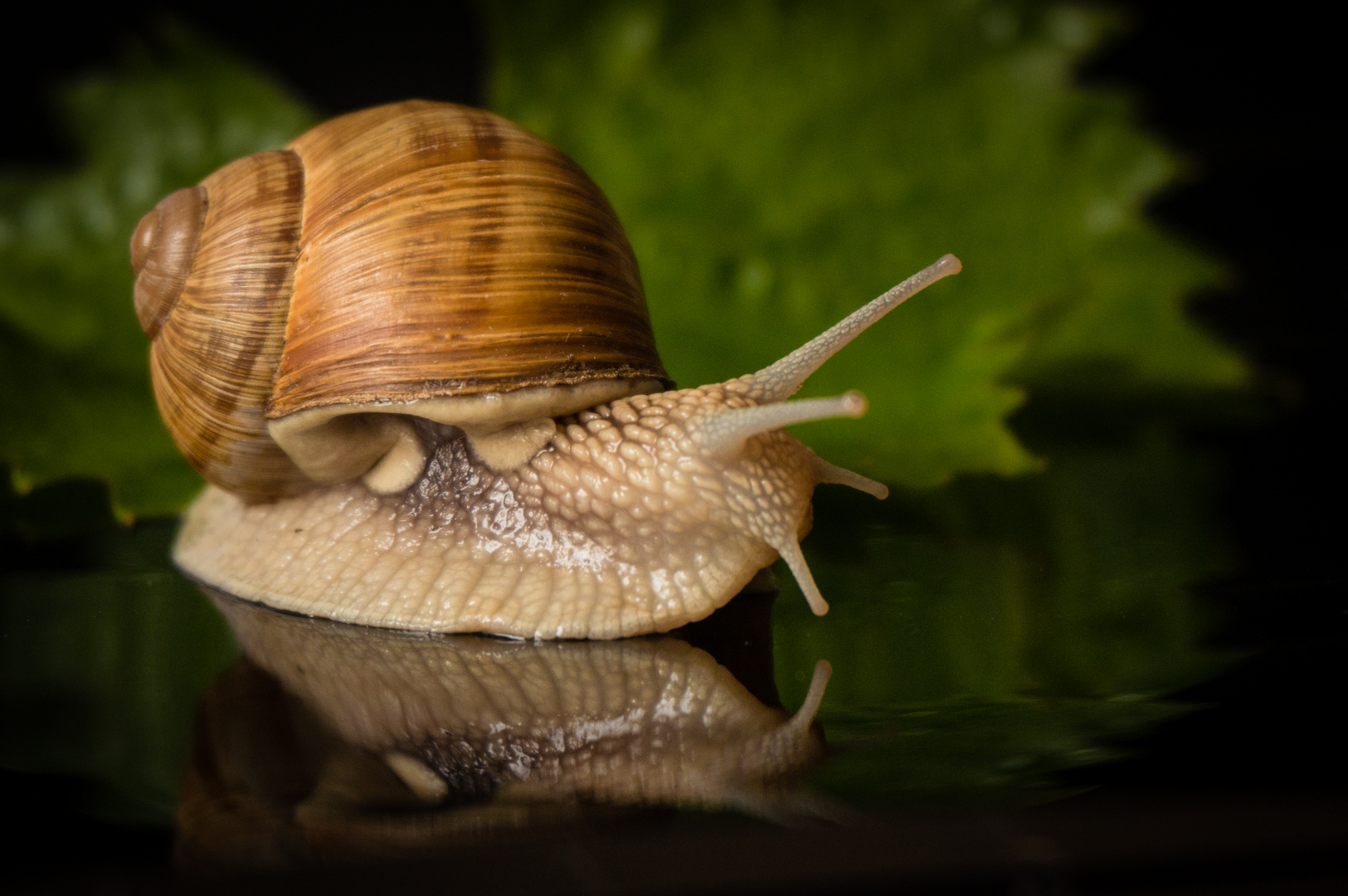 Weinbergschnecke