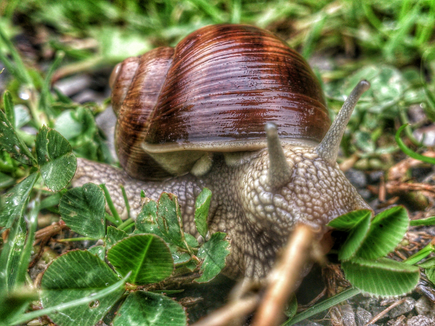 Weinbergschnecke