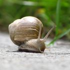 Weinbergschnecke