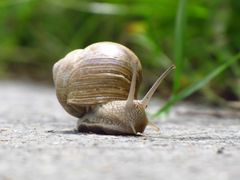 Weinbergschnecke