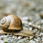 Weinbergschnecke