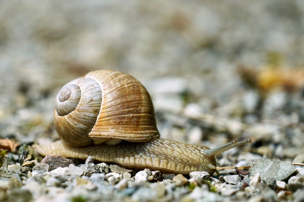 Weinbergschnecke