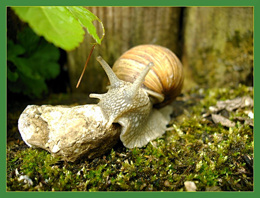 Weinbergschnecke